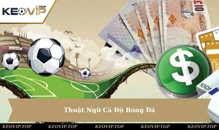 thuat-ngu-ca-do-bong-da